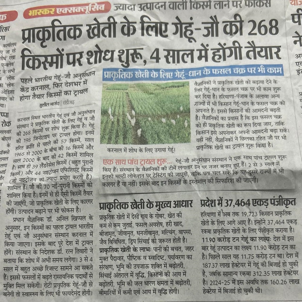 प्राकृतिक खेती के लिए गेहूं-जौ की 268 किस्मों पर शोध शुरू, 4 साल में होंगी तैयार