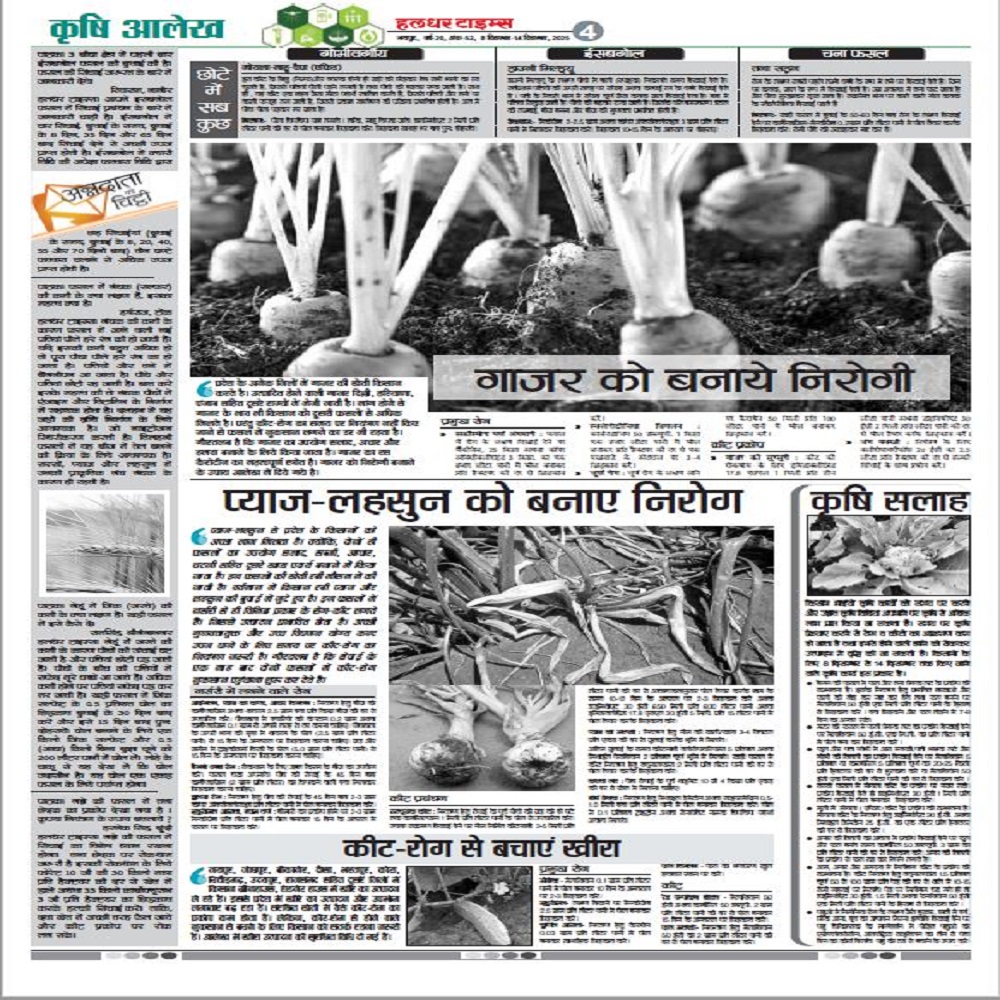 प्याज-लहसुन को बनाए निरोग