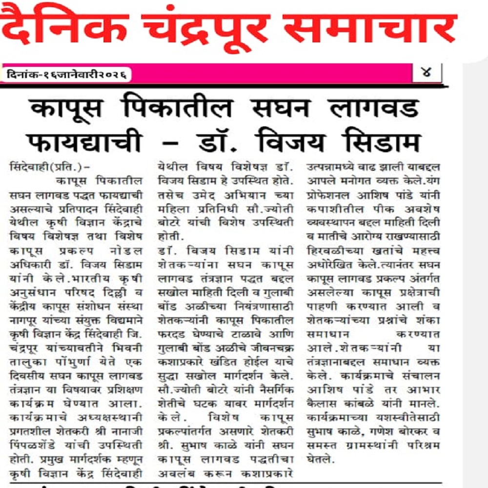 कापूस पिकातील सघन लागवड फायद्याची -डॉ. विजय सिडाम