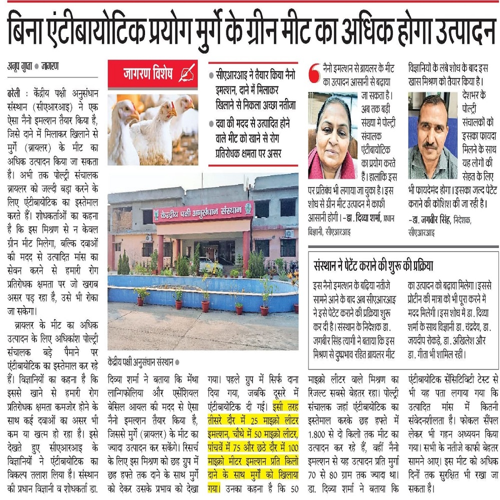 बिना एंटीबायोटिक प्रयोग मुर्गे के ग्रीन मीट का अधिक होगा उत्पादन