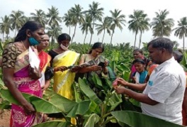 Empowering Transgender to become Agri-entrepreneur - A Novel initiative by ICAR-NRC on Banana