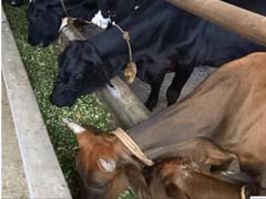 ANIMAL-FEEDING-01-02122019_0.jpg