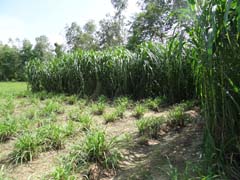 ANIMAL-FEEDING-04-02122019_0.jpg 