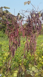 Adoption of Zorin Bean - A step towards economic prosperity of Mizo Farmers 02_0