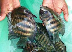 Adult-fishes-Pearlspot_0.jpg 