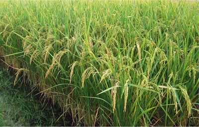 Azad-BAsmati1_1.jpg 