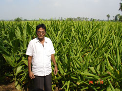 Azad-turmeric-sucess-story-1_0.jpg 