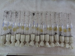 BIOCONTROL-04-20042017_0.jpg