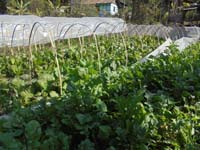 BackyardpoultryVanaraja)production-04_0.jpg 