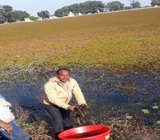 Biological Control of Alien Invasive Weed Salvinia molesta in Central India 02_0.jpg