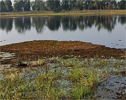 Biological Control of Alien Invasive Weed Salvinia molesta in Central India 04
