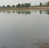 Biological Control of Alien Invasive Weed Salvinia molesta in Central India 06