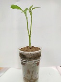 Brimato An Innovative Technology to produce Brinjal and Tomato in the same plant through Grafting 03