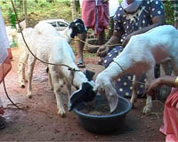 Broiler-goat- rearing-3