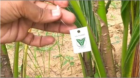 CPCRI-QR-Coconut-1