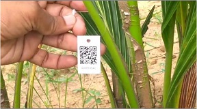 CPCRI-QR-Coconut-2