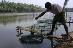 Cage-culture-units-ss-16-06-2011-1_0.jpg