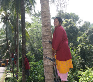 Coconut-Plucking-ss-23-01-2012-1_1.jpg