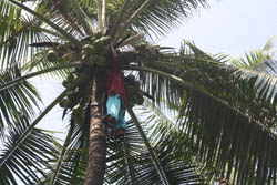 Coconut-Plucking-ss-23-01-2012-2