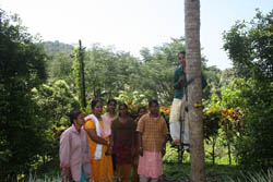 Coconut-Plucking-ss-23-01-2012-3