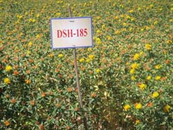 DSH-185-ss-1 (1)