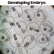 DevelopingEmbryo