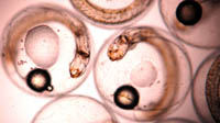 Developing_Embryo