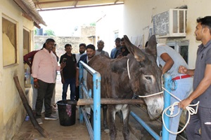 Donkey-Farming-02