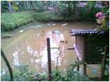 Duckery-pond-sucess-story-19-09-2011