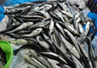 Fisheries-Milestone-11