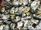 Fisheries-Milestone-12