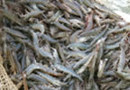 Fisheries-Milestone-13