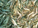 Fisheries-Milestone-14