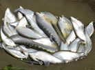 Fisheries-Milestone-1