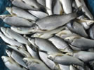 Fisheries-Milestone-2