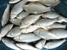 Fisheries-Milestone-4