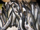 Fisheries-Milestone-5