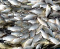 Fisheries-Milestone-8