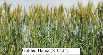 Golden-Halna_1.jpg 