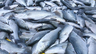 Harvestedseabass-01-2017.jpg 