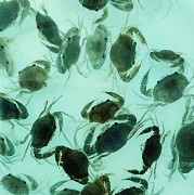 ICAR-CIBA_inks_02.jpg