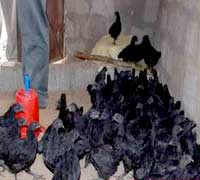 Kadaknath-rear-4