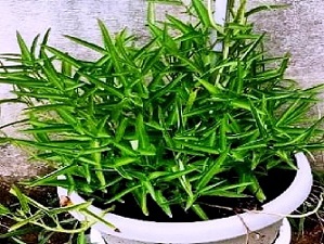 पत्तेदार पानी पालक किस्म 'काशी मनु' का उच्च भूमि में उत्पादन: किसानों के लिए वरदान