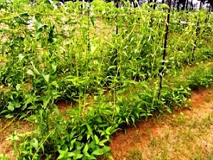 Water spinach variety ‘Kashi Manu’ as Upland leafy vegetable: A boon for farmers