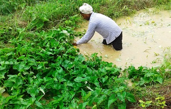पत्तेदार पानी पालक किस्म 'काशी मनु' का उच्च भूमि में उत्पादन: किसानों के लिए वरदान