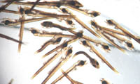 Larvae_on