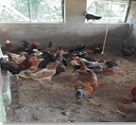Livestock-Fish-Horticulture based Integrated Farming System for improving livelihood of Coastal Farmers 02_0