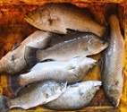 Livestock-Fish-Horticulture based Integrated Farming System for improving livelihood of Coastal Farmers 03_0