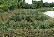 Livestock-Fish-Horticulture based Integrated Farming System for improving livelihood of Coastal Farmers 05