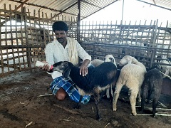 Milk-replacer-3